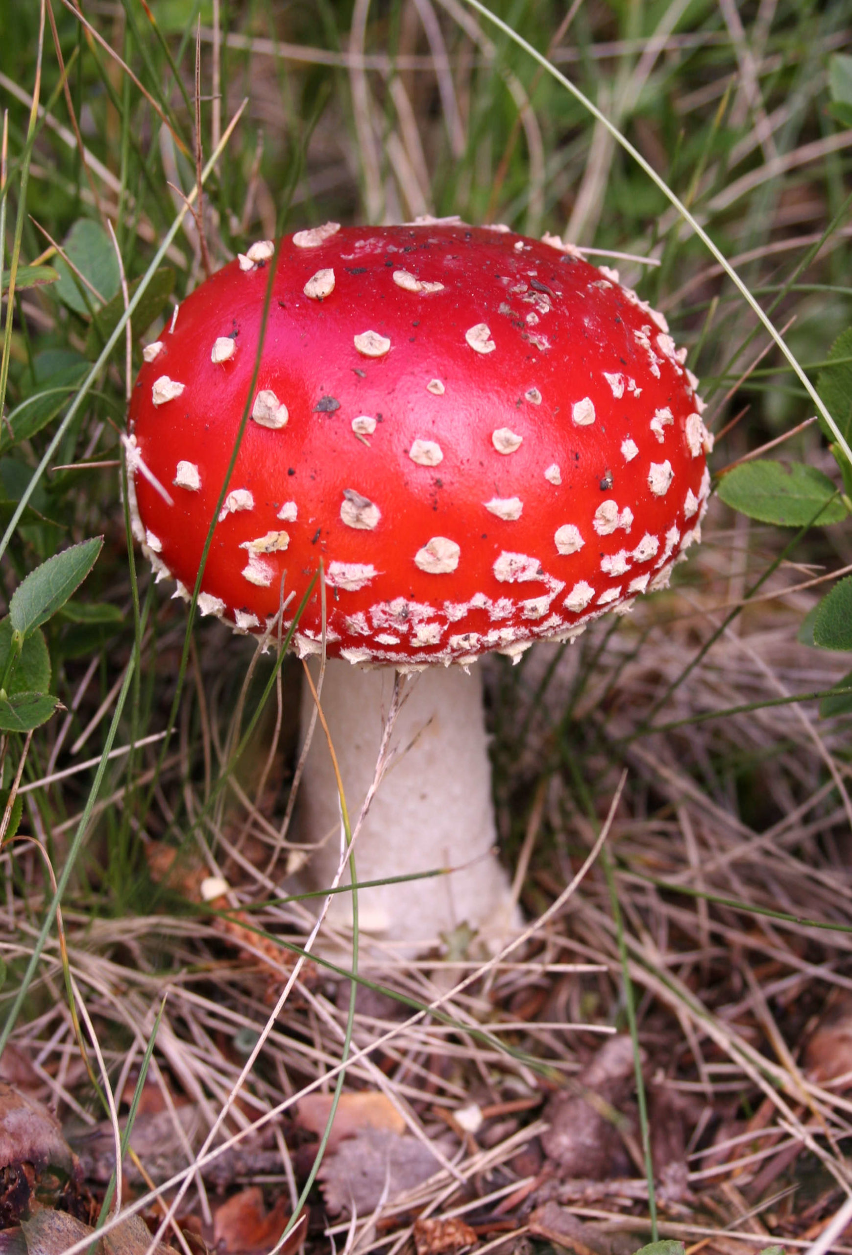 Amanita_muscaria