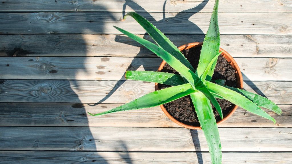 aloe-vera