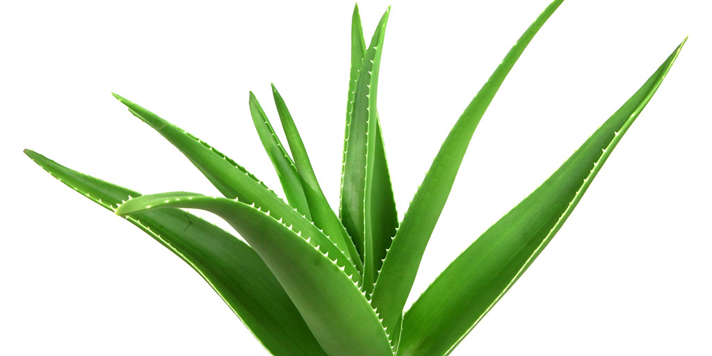 Aloe vera 