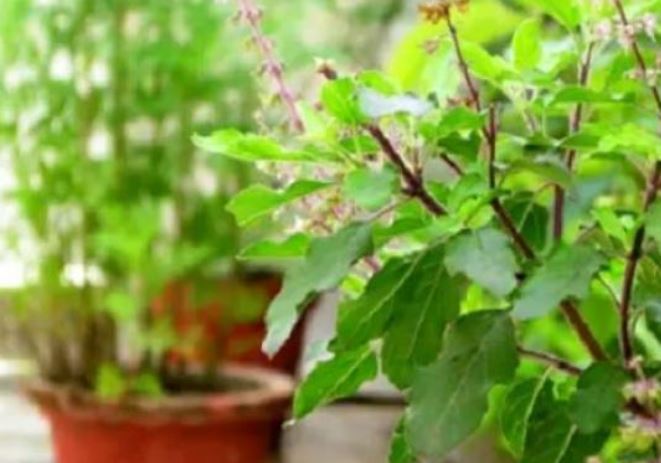 tulsi benefits