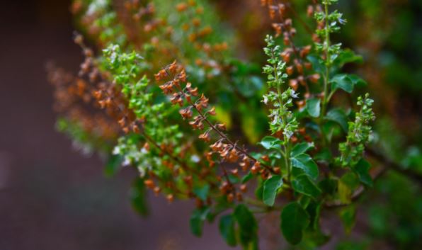 tulsi plant benefits