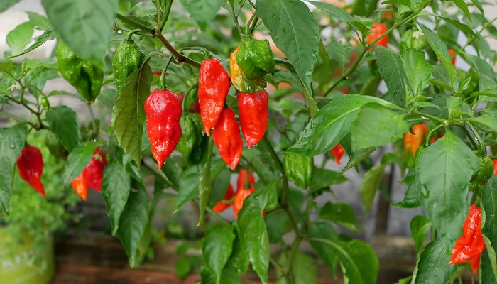 red chilli