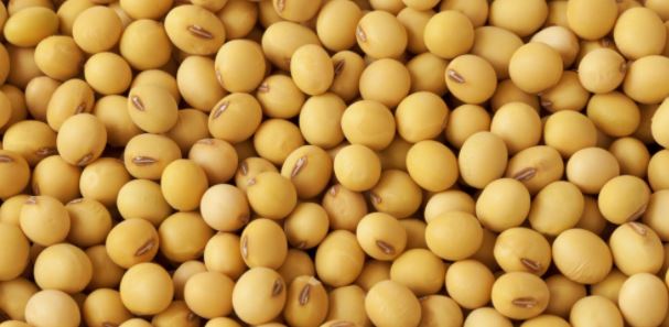 soybean good for health