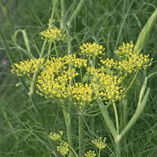 fennel