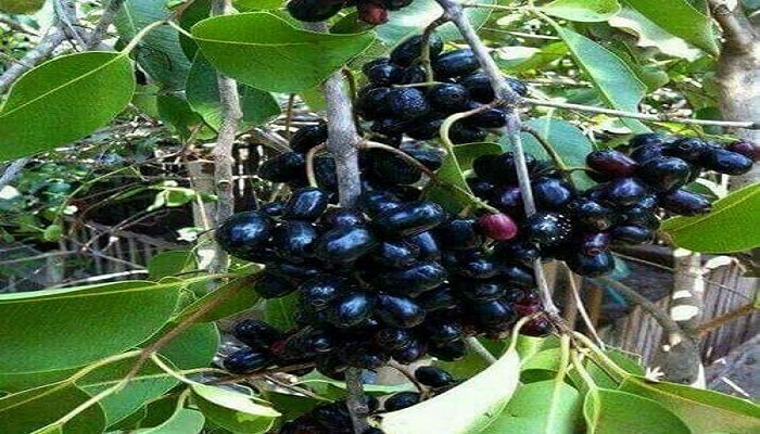Jamun ,
