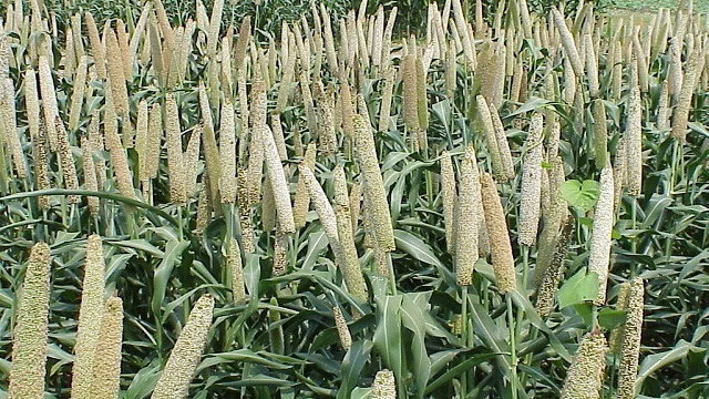 Bajra ,