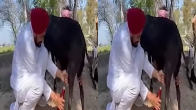 Mukh Mantri wali bakri