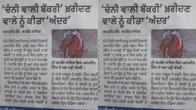 Mukh mantri wali bakri