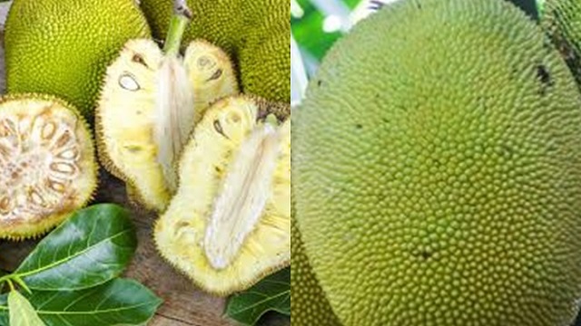 jackfruit,,