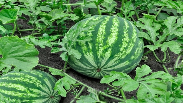 watermelon ,