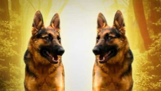 Dog lovers take note! Filmmaker KC Bokadia announces 'Teri Meherbaniyan 2' 