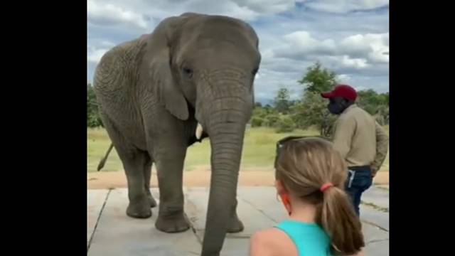 inside image of elephent and cute baby girl