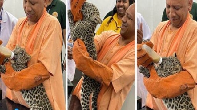 inside image of yogi adityanath feeds milk to leopard's cub-min